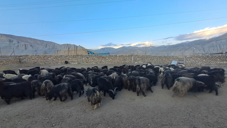 च्याङ्ग्राको नश्ल सुधार तथा अनुसन्धानस्थल बन्दै मुस्ताङको च्याङ्ग्रा फार्म